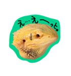 フトアゴみかん太くん（個別スタンプ：35）