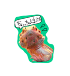 フトアゴみかん太くん（個別スタンプ：40）