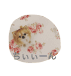 小悪魔cocoちゃん（個別スタンプ：1）
