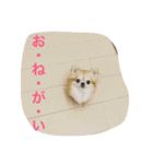 小悪魔cocoちゃん（個別スタンプ：5）