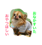 小悪魔cocoちゃん（個別スタンプ：9）