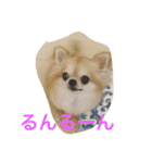 小悪魔cocoちゃん（個別スタンプ：15）