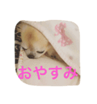小悪魔cocoちゃん（個別スタンプ：17）