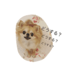 小悪魔cocoちゃん（個別スタンプ：19）