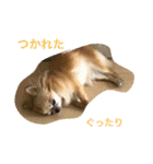小悪魔cocoちゃん（個別スタンプ：24）