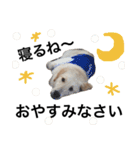 きなこざごーるでん（個別スタンプ：13）