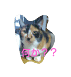 ワンとニャンスタンプ（個別スタンプ：4）