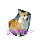 ワンとニャンスタンプ（個別スタンプ：8）