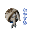 ボクとチワワと、時々、(日本)テリア（個別スタンプ：7）