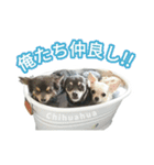 ボクとチワワと、時々、(日本)テリア（個別スタンプ：8）