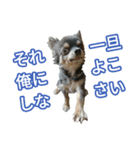 ボクとチワワと、時々、(日本)テリア（個別スタンプ：13）