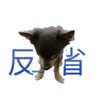 ボクとチワワと、時々、(日本)テリア（個別スタンプ：16）