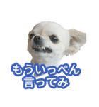 ボクとチワワと、時々、(日本)テリア（個別スタンプ：19）