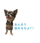 ボクとチワワと、時々、(日本)テリア（個別スタンプ：22）