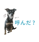 ボクとチワワと、時々、(日本)テリア（個別スタンプ：23）