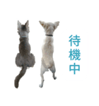 ボクとチワワと、時々、(日本)テリア（個別スタンプ：25）
