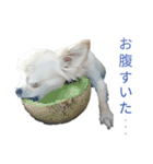 ボクとチワワと、時々、(日本)テリア（個別スタンプ：34）