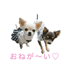 ボクとチワワと、時々、(日本)テリア（個別スタンプ：37）