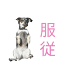 ボクとチワワと、時々、(日本)テリア（個別スタンプ：38）