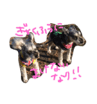 可愛こちゃんズのスタンプ（個別スタンプ：14）