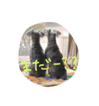 可愛こちゃんズのスタンプ（個別スタンプ：23）