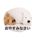 たろこたのシブいスタンプ 1（個別スタンプ：6）