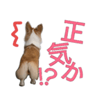 コーギー クロエさん（個別スタンプ：2）