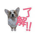 コーギー クロエさん（個別スタンプ：3）