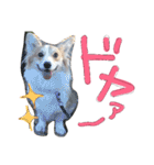 コーギー クロエさん（個別スタンプ：10）