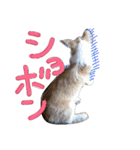 コーギー クロエさん（個別スタンプ：14）