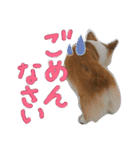 コーギー クロエさん（個別スタンプ：17）
