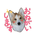 コーギー クロエさん（個別スタンプ：18）