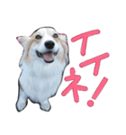 コーギー クロエさん（個別スタンプ：19）