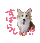 コーギー クロエさん（個別スタンプ：22）