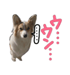 コーギー クロエさん（個別スタンプ：24）