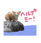 コーギー クロエさん（個別スタンプ：26）