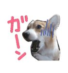 コーギー クロエさん（個別スタンプ：27）