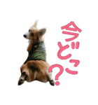 コーギー クロエさん（個別スタンプ：31）