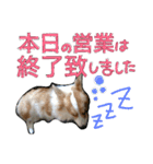 コーギー クロエさん（個別スタンプ：33）