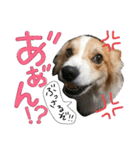 コーギー クロエさん（個別スタンプ：34）