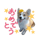 コーギー クロエさん（個別スタンプ：36）