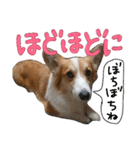 コーギー クロエさん（個別スタンプ：37）