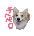 コーギー クロエさん（個別スタンプ：38）