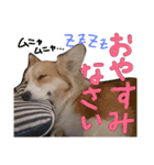 コーギー クロエさん（個別スタンプ：39）