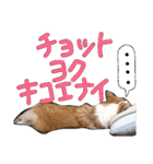 コーギー クロエさん（個別スタンプ：40）