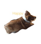 Corgi coro（個別スタンプ：1）