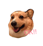 Corgi coro（個別スタンプ：2）