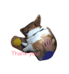 Corgi coro（個別スタンプ：4）