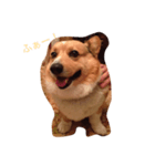 Corgi coro（個別スタンプ：5）