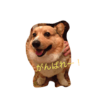 Corgi coro（個別スタンプ：6）